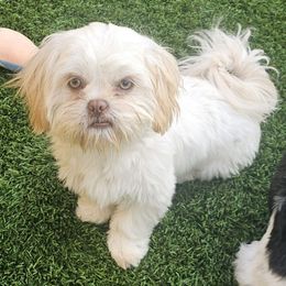 Snow - White male Shih Tzu puppy in Victorville, California from RUMBLE n TUMBLE