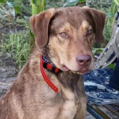 Chesapeake Bay Retrievers from Forty Acres Chesapeake Bay Retrievers