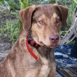 Chesapeake Bay Retrievers from Forty Acres Chesapeake Bay Retrievers
