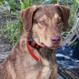 Chesapeake Bay Retrievers from Forty Acres Chesapeake Bay Retrievers