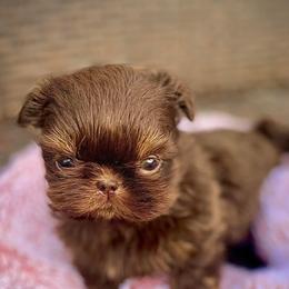 Shih Tzus from Shih Tzu Crue