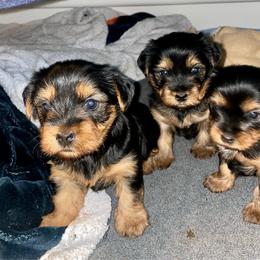 Yorkshire Terrier puppies from Yorkies for Life