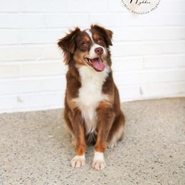 Sassy - Toy Australian Shepherd