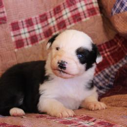 Muncho - Black tri-color female Australian Shepherd puppy in Laurel, Mississippi from Reeves Australian Shepherds