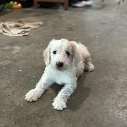 Coconut - Cream male Labradoodle puppy in Somerset, California from Annie’s Animals
