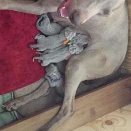 Weimaraner Puppies from Brymar Weimaraners