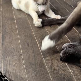 Siberian Huskies from WJKennels