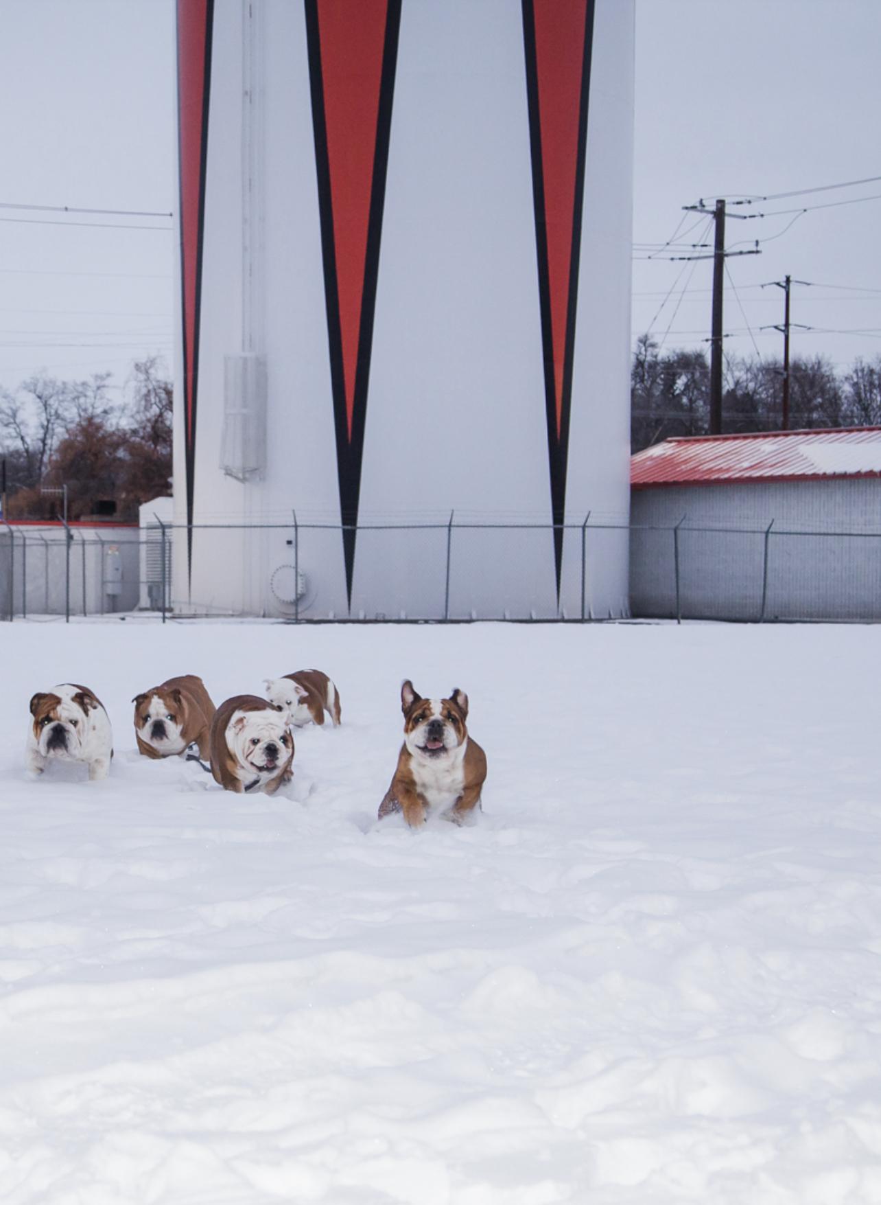 Millwood Bulldogs in Washington Bulldog puppies Good Dog