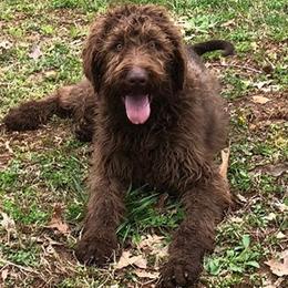 Cockapoo and Labradoodle All Grown Up from Morris Farmyard