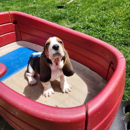 Basset Hound Puppies from Riley Bassett Hounds
