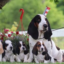 Basset Hound and Pembroke Welsh Corgi Puppies from Northstar Corgis and Basset Hounds