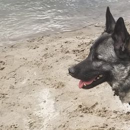 Norwegian Elkhounds from Furever Elkhounds