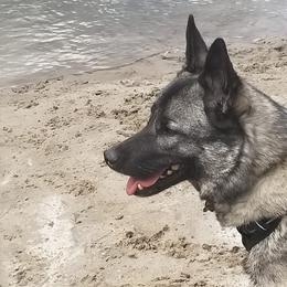 Norwegian Elkhounds from Furever Elkhounds