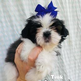 Tinkerbell - Brindle and white female Shih Tzu puppy in Jasper, Georgia from Tiny Bubbles Shih Tzus