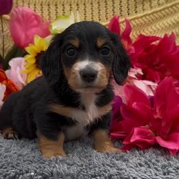 Milo - Black and tan male Dachshund puppy in Desloge, Missouri from Snows Doxies