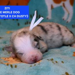 Ziti - Blue merle male Australian Shepherd puppy in Asotin, Washington from Sierra Cisco Farms