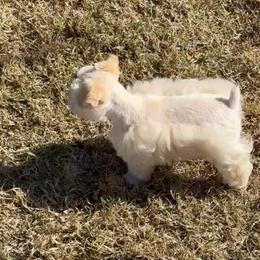 Paxton - Wheaten male Miniature Schnauzer puppy in Newton, Alabama from Grace’s Schnauzers Paradise USA