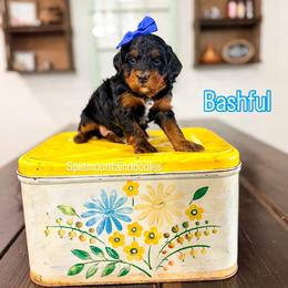 Bashful - Tri-color female Bernedoodle puppy in West Haven, Utah from Split Mountain Doodles