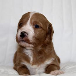 Gigi - female Goldendoodle puppy in Yukon, Oklahoma from Silver Barn Doodles