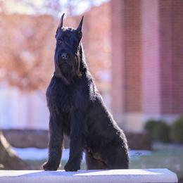 Omen - Giant Schnauzer