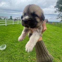 Girl 3 Jolene pink collar - Fawn female Anatolian Pyrenees puppy in Clifton, Illinois from Mcginnis Guardian Dogs