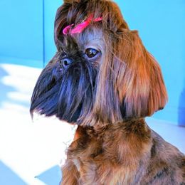 Phoenix - Shih Tzu