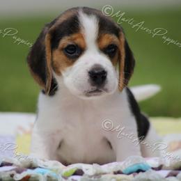 AKC 'Peaches' - Black white and tan female Beagle puppy in Lamar, Missouri from Marti Acres ~ Boston Terrier & Beagles