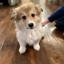 Orange Collar Boy Jingle - Red male Pembroke Welsh Corgi puppy in Paris, Kentucky from Flat Run Corgis