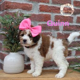 Quinn - Brown and white female Bernedoodle puppy in Heyworth, Illinois from Cobble Creek Puppies