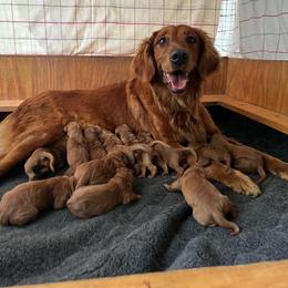 Girl 3 - Dark golden female Golden Retriever puppy in Mesick, Michigan from Wright Up North