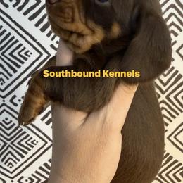 Yellow - Chocolate and tan male Dachshund puppy in Leoma, Tennessee from Southbound Kennel