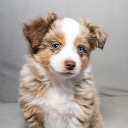 Toy Australian Shepherd Puppies from Tater Tails Toy Aussies