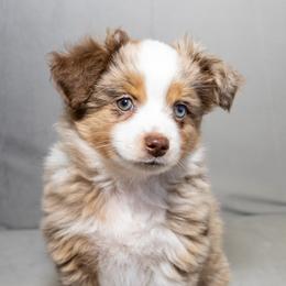 Toy Australian Shepherd Puppies from Tater Tails Toy Aussies