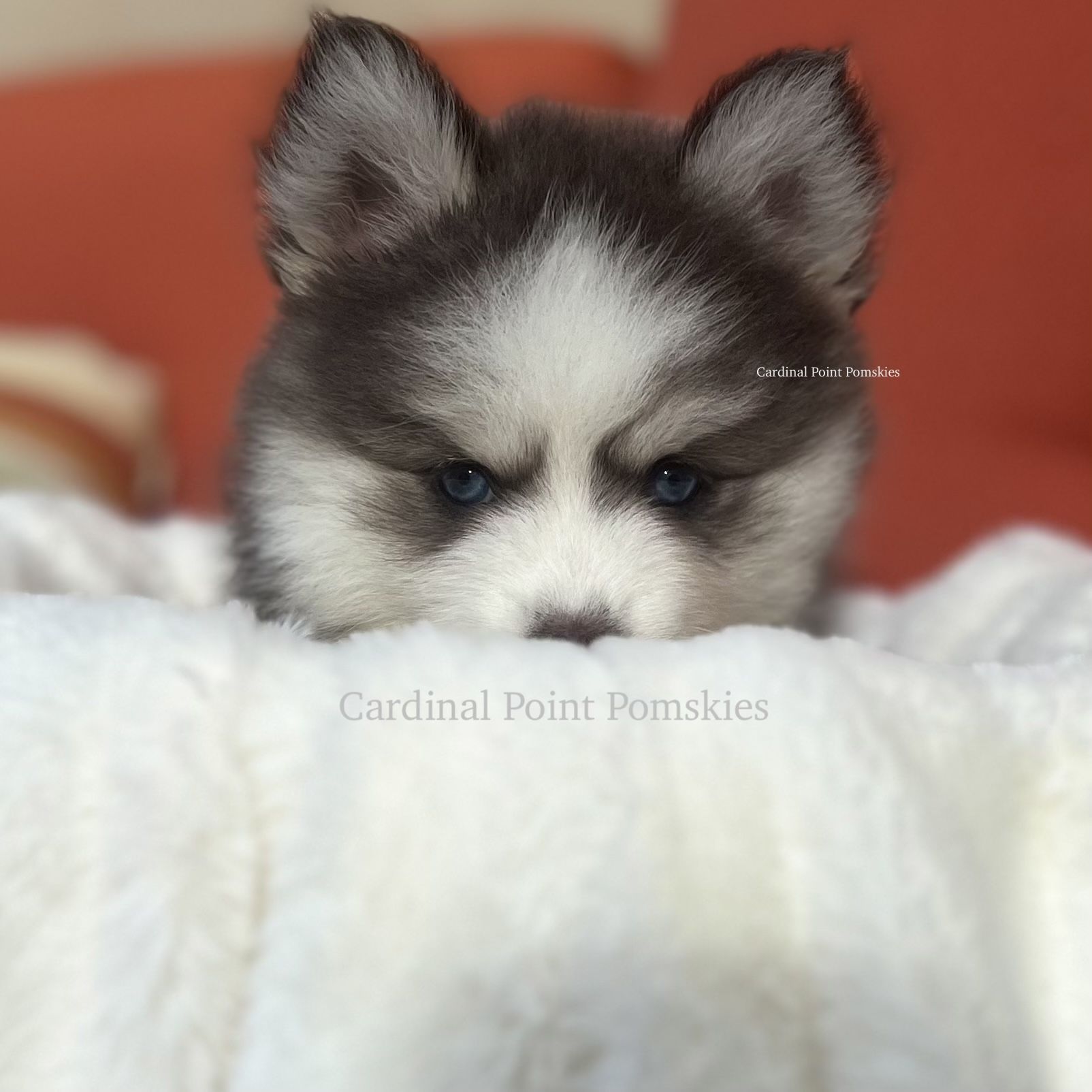 Irish pomsky hot sale