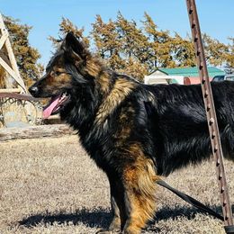 Fynn - German Shepherd