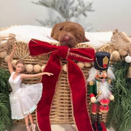 Sugar Plum - Caramel red female Australian Labradoodle puppy in Palmdale, California from Pixie Doodle Paws