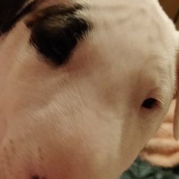 Bull Terriers from Unforgetabull Bull Terriers