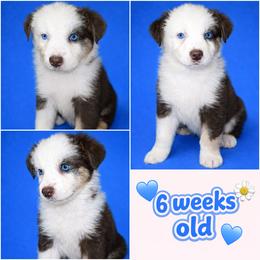 Beau - Red tri-color male Australian Shepherd puppy in Lakeland, Florida from Aussies of Hope LLC
