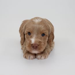 Cassiopeia - Gold female Australian Cobberdog puppy in Bellingham, Minnesota from Whispering Prairie Australian Cobberdog
