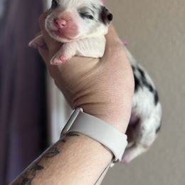 Paris - Black and tan female American Corgi puppy in East Oakdale, California from Rhettro Kennels