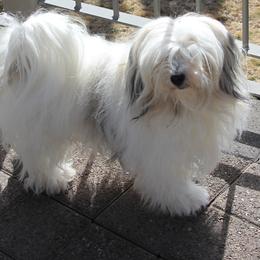 Sally - Havanese