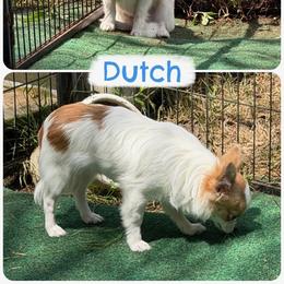 DUTCH - Fawn and white male Chihuahua puppy in Williamsburg, Virginia from PAWSitive Cheeky Chihuahuas