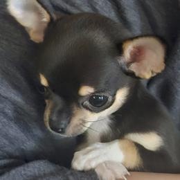 Chihuahua Puppies from Foxy's Legacy Chihuahuas
