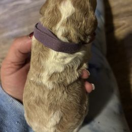 Aspen - Dark Purple Collar - Phantom female Goldendoodle puppy in Eunice, Louisiana from Maison De Pawz