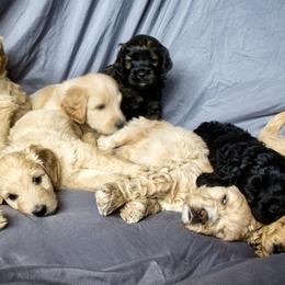 Cockapoo and Goldendoodle Puppies from Capital Doodles