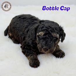 Bottle Cap - Phantom male Bernedoodle puppy in Banner Elk, North Carolina from Walnut Tree Bernedoodles