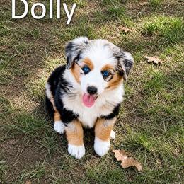 Dolly - Blue merle female Miniature American Shepherd puppy in Prairie Grove, Arkansas from IQ Farms