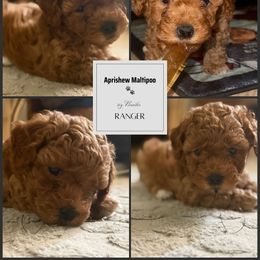 Ranger - Red male Maltipoo puppy in Weatherford, Texas from Aprishew Maltipoo