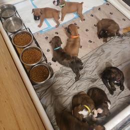 Boxer Puppies from SmashBox Kennel