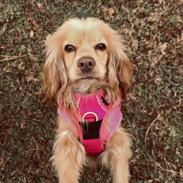 Bailey - Cocker Spaniel